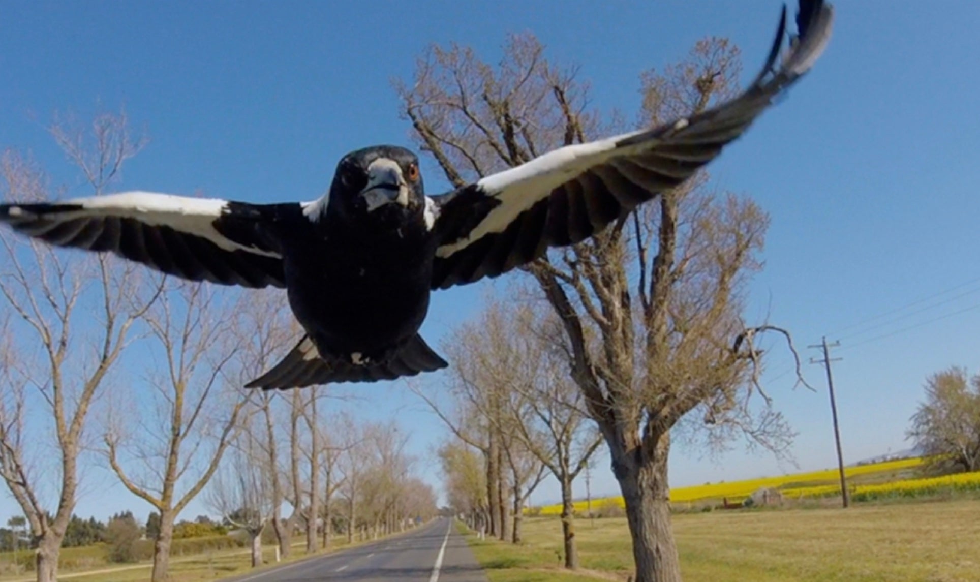 The surprising ways to stop magpie swooping Drool by Dr. Chris Brown