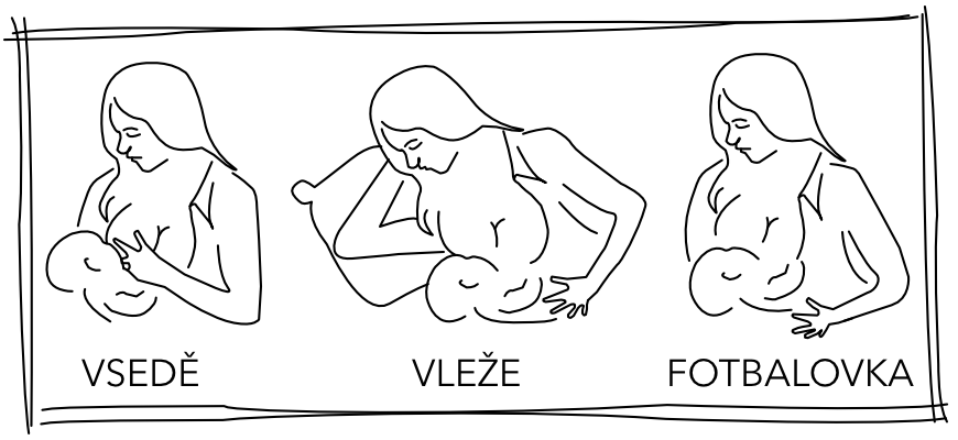 polohy kojení