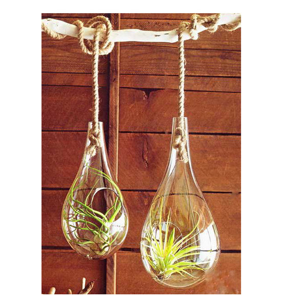 Glass Bubble Hanging Terrariums