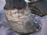 laminitis