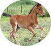 foal