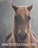 horse in rain