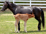 mare and foal