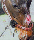 horse wound manuka honey