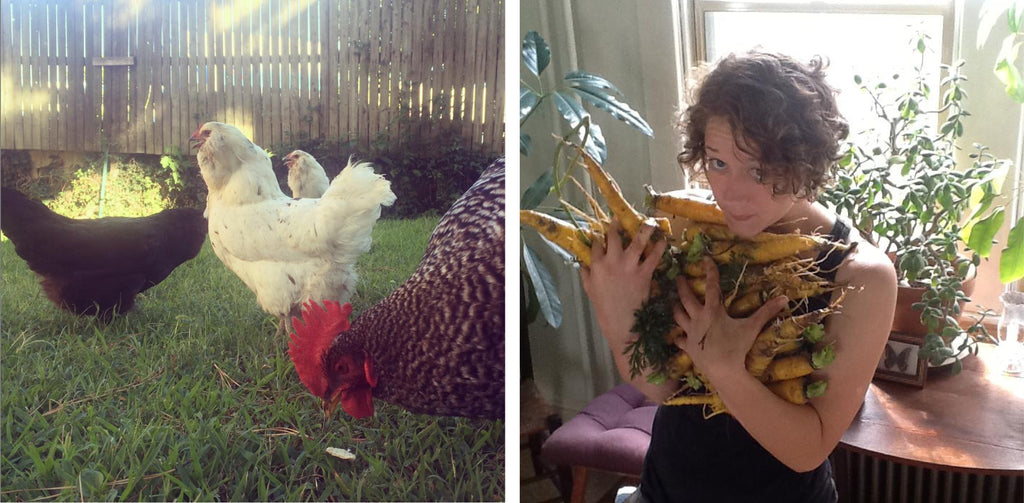 left is backyard chickens pecking in the grass. right is a woman holding a big armful of carrots