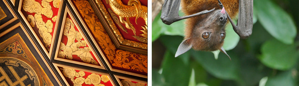 on the left is a decorative ceiling with a bat motif. on the right is a brown and black fruit bat sticking out his tongue