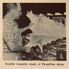 mr soesbe inspecting leather hides in 1953 taylors leatherwear