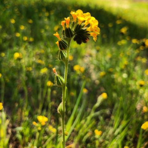 Superbloom 2019 Wildflowers 