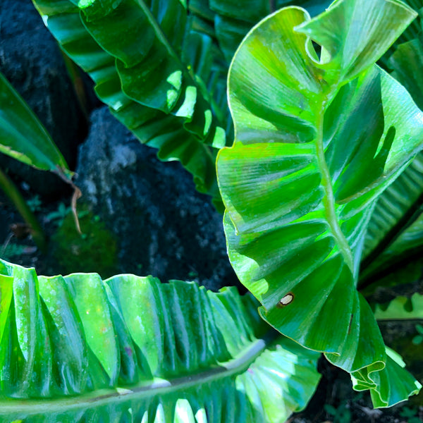 Botanical Building, Balboa Park