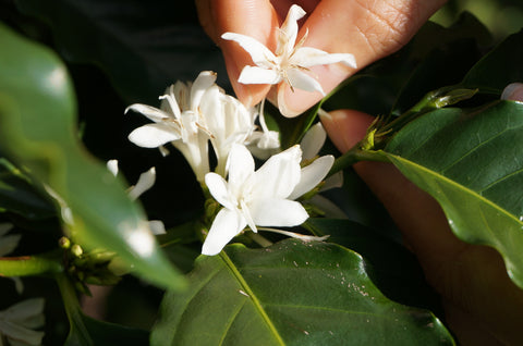 Coffee Blossoms 