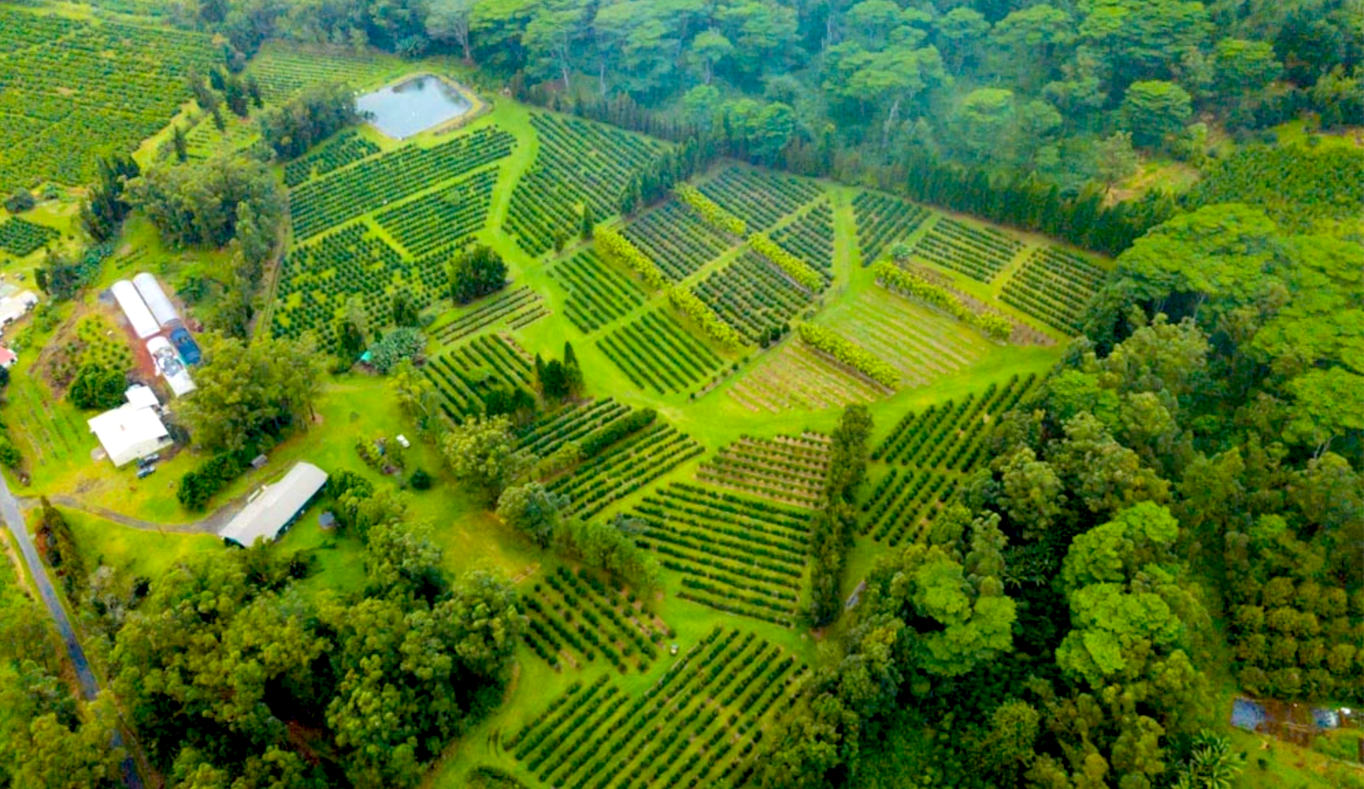 kau coffee farm