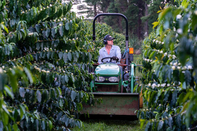 best kau coffee wood valley