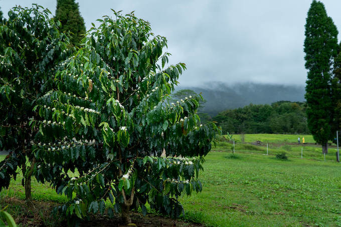 wood valley kau coffee