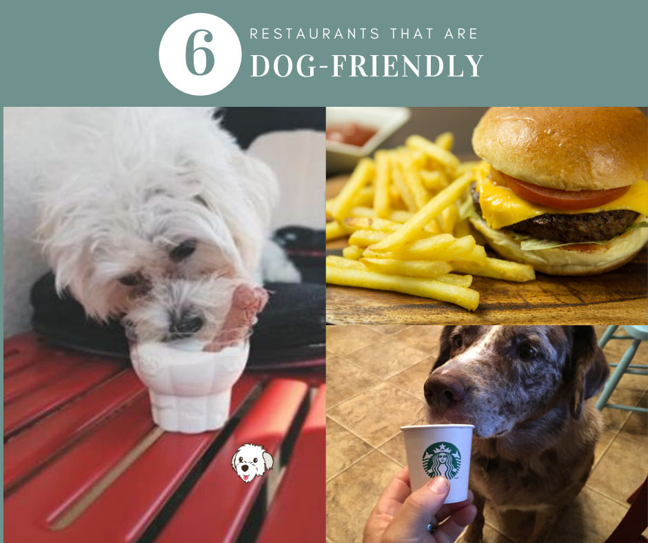 6 Dog Friendly Restaurants + Tips and Resources to find more – Love