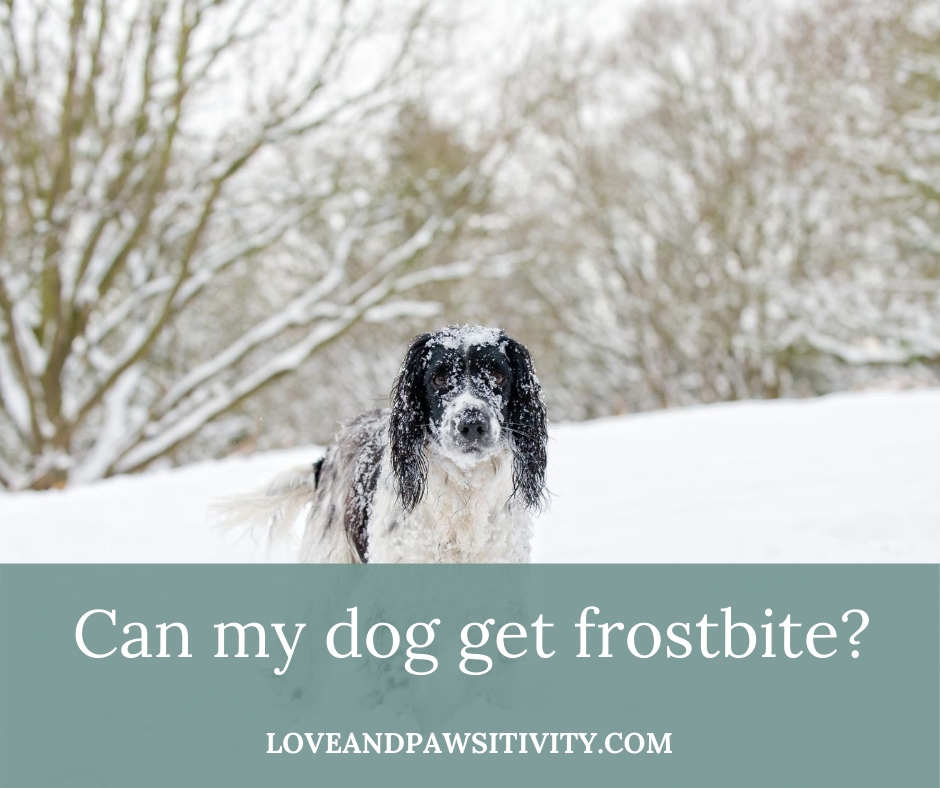 can a dog get frostbite on his feet