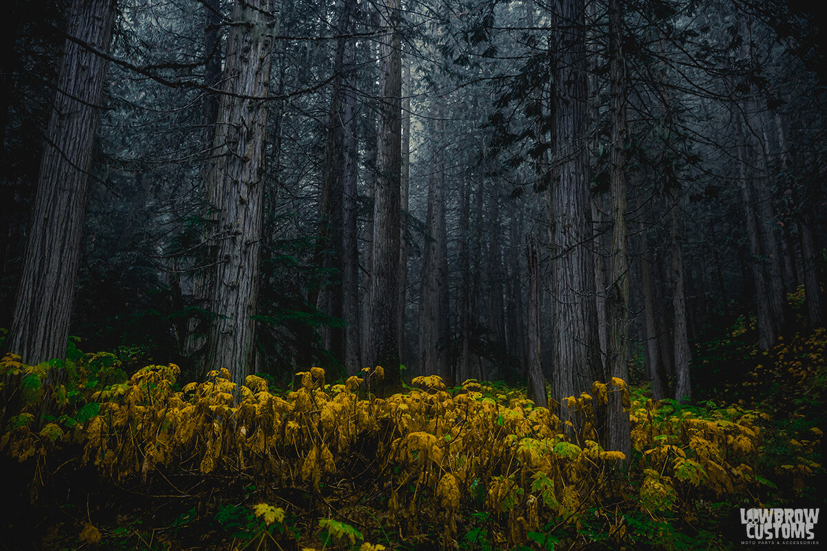 Ancient Rainforest/Chun T'oh Whudujut Provincial Park in Northern BC