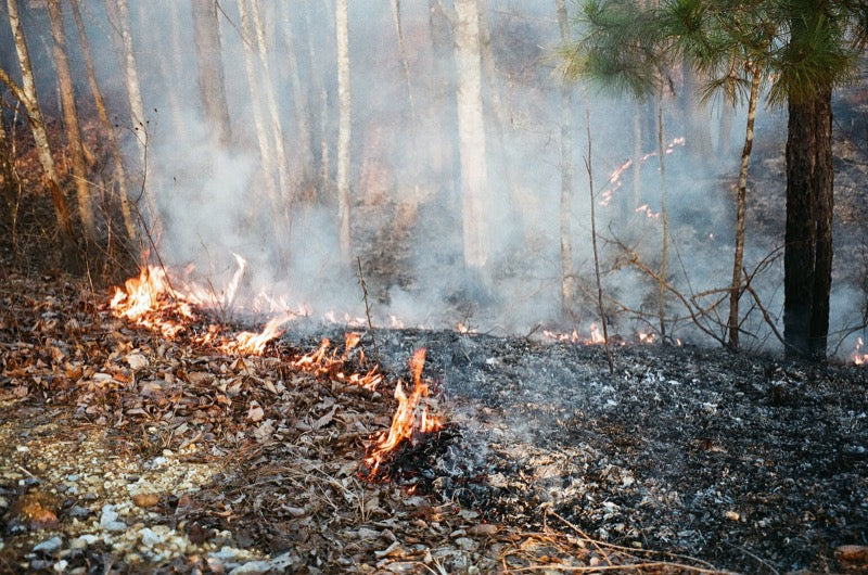 natchez trace forest fire