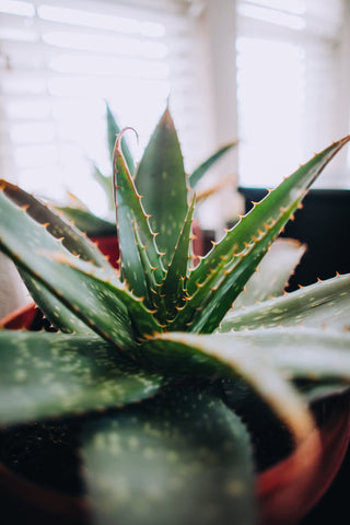 Aloe Vera 