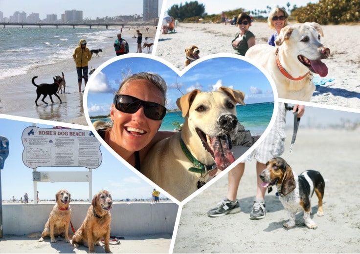 image showing rosie s dog beach and happy owners with their dogs