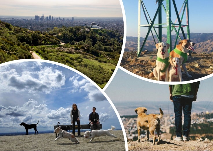 views of Griffith Park in Los Angeles and people walking dogs