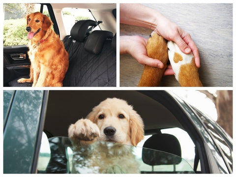 collage of dogs traveling in truck