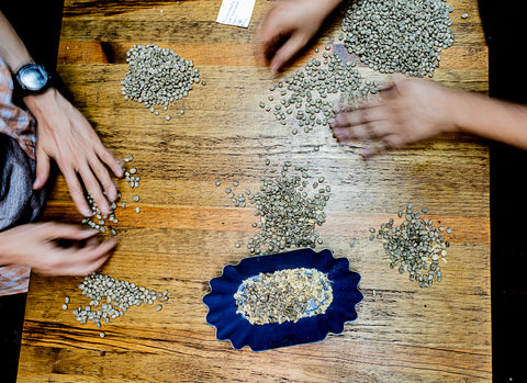 Green coffee samples being sorted in Guatemala City.