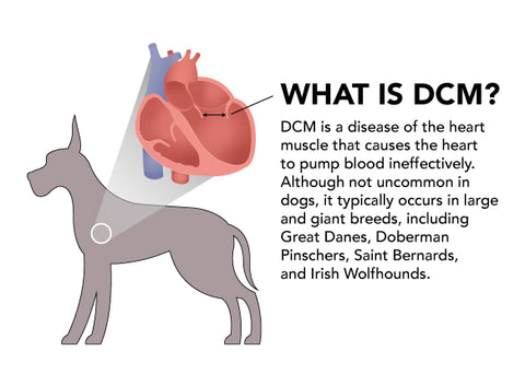 DCM in Dogs 