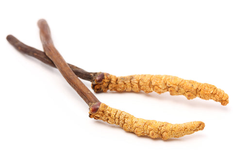 Cordyceps Sinensis