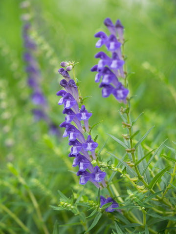 Scutellaria plant for lymph cleansing