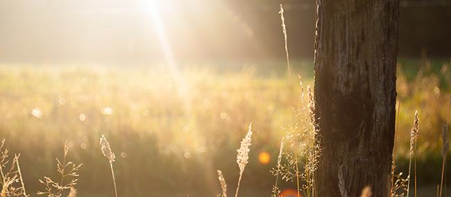 golden sunshine in meadow, silhouette, golden hour