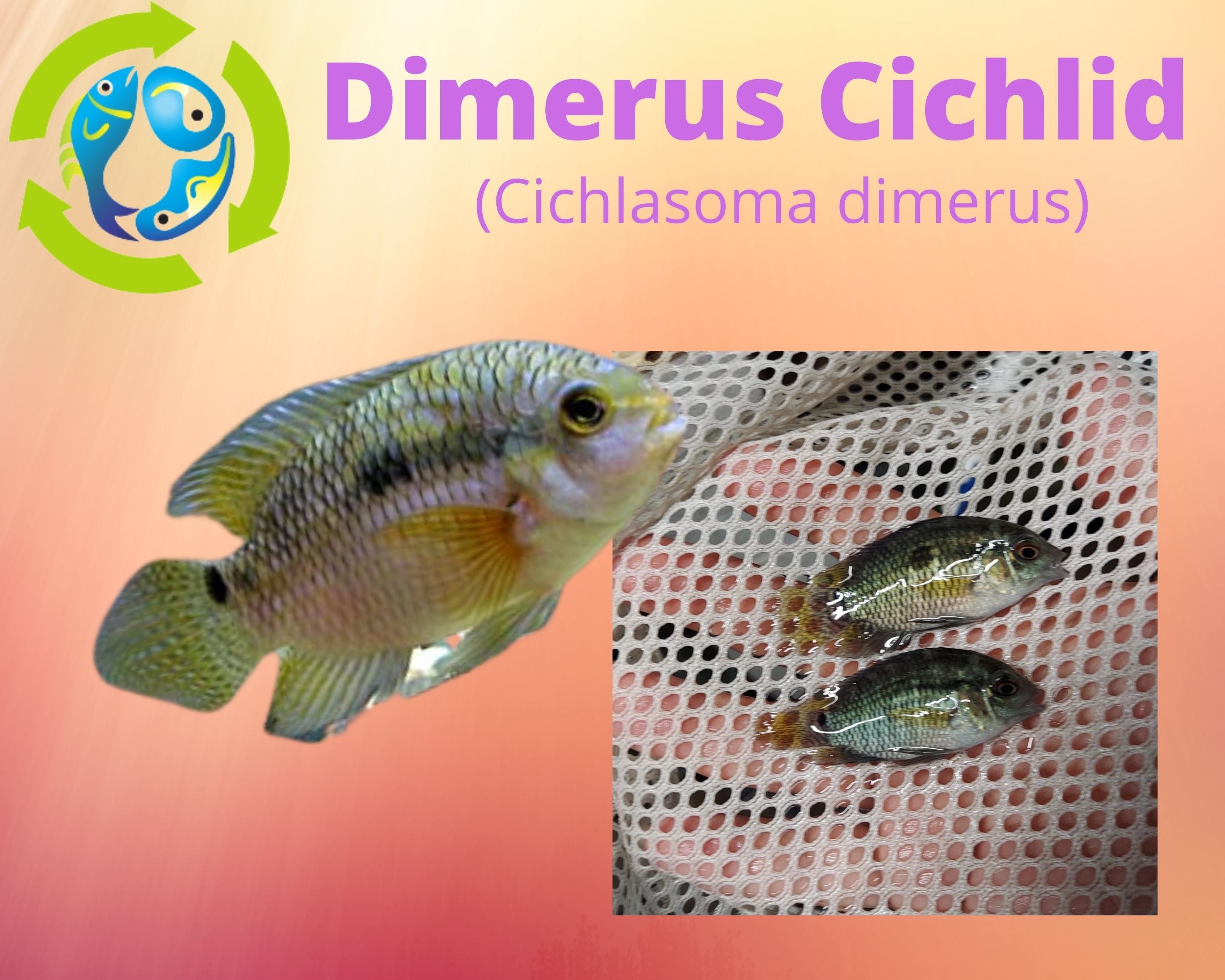 dimerus cichlid