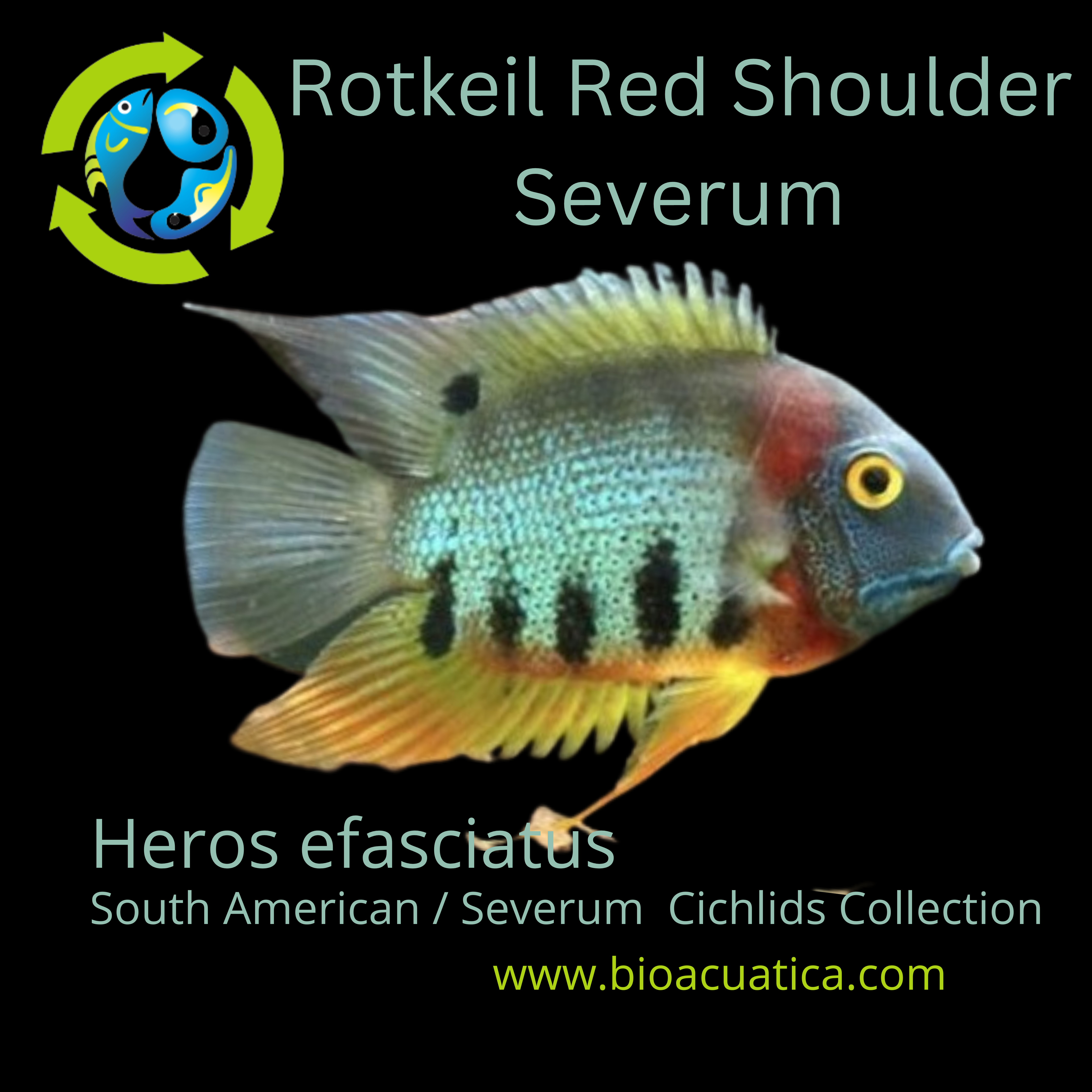 rotkeil severum