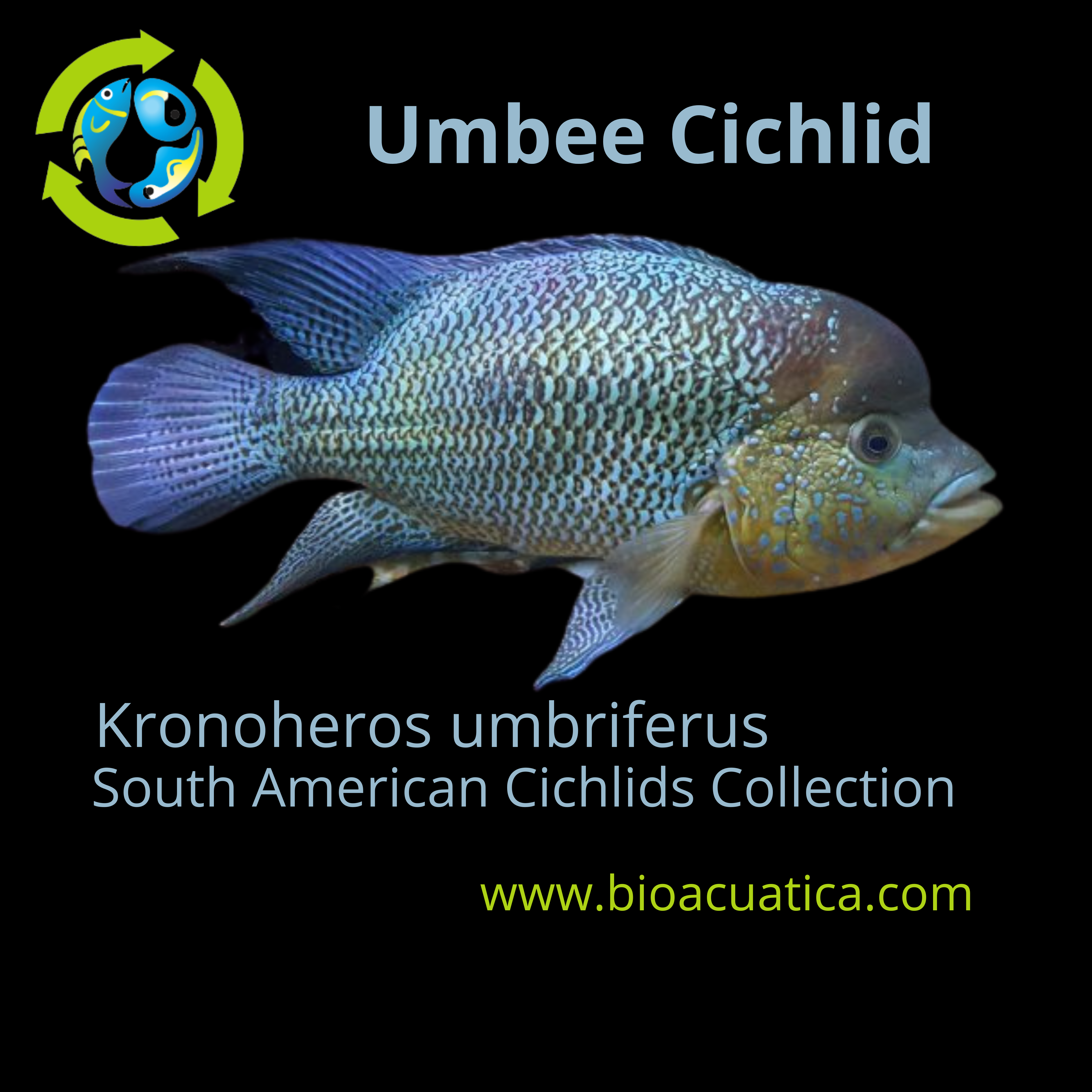 umbee cichlid