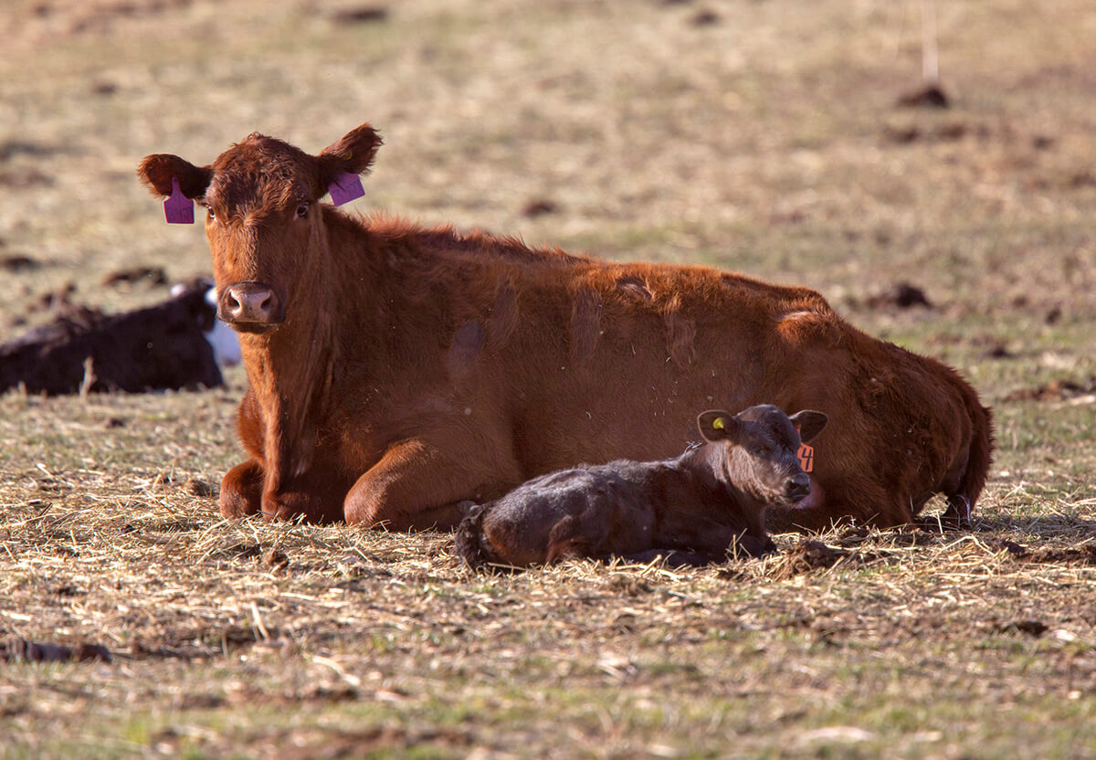 A Comprehensive Guide to Calving