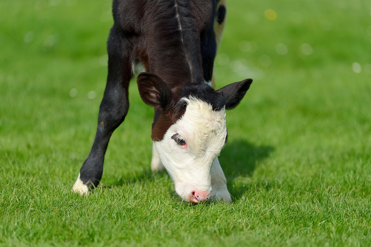 Freeze and store colostrum from the previous year to use it again