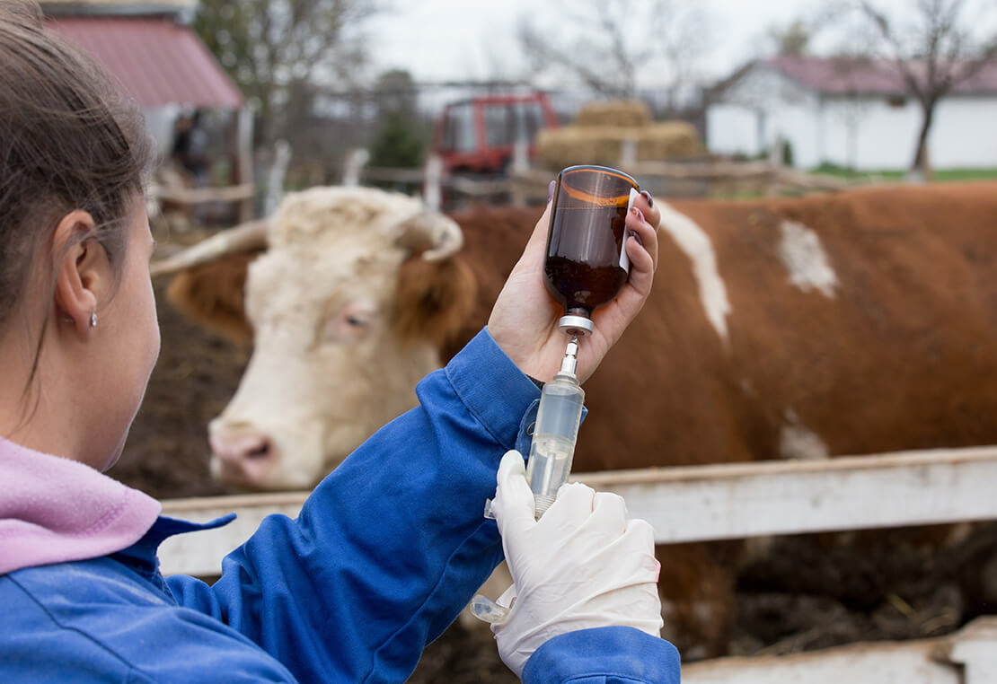 Handle cattle vaccines properly 