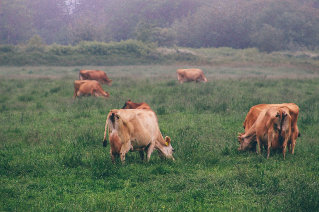 Preventing udder infections is the main goal of proper udder care