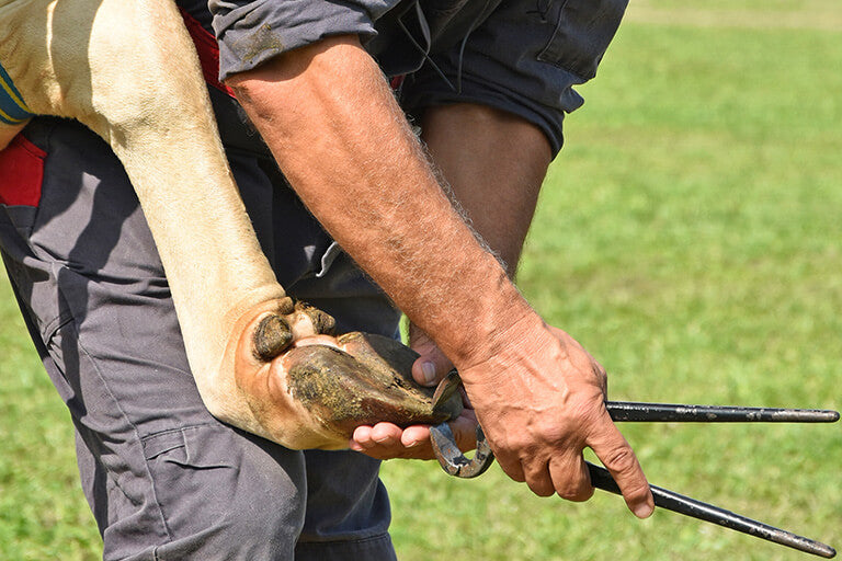 Proper trimming is a way of taking care of the animals’ hooves