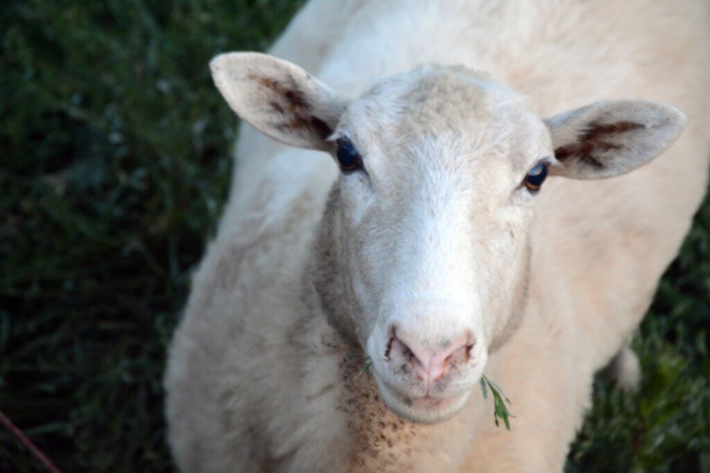 Tissue sampling is a quick method of DNA collection for sheep, cattle, game, and swine