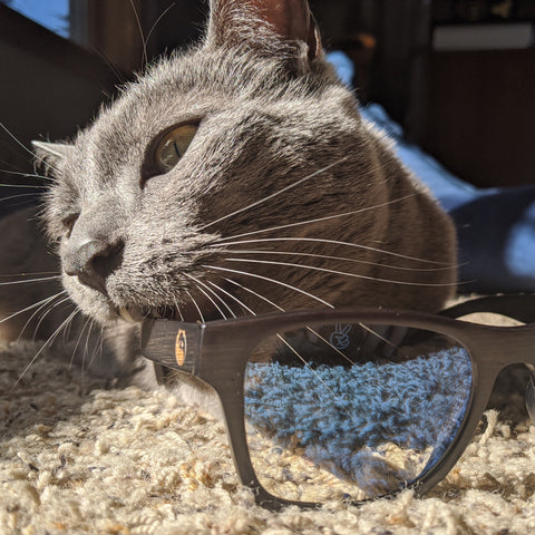 cat with bamboo sunglasses
