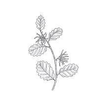 Allantoin