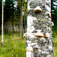 birch-scandinavian-beauty-ingredients