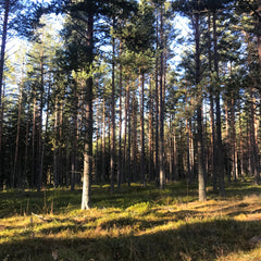 pine-tree-scandinavian-global-beauty-secret