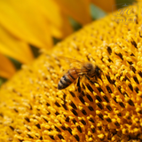 Plants for Bees Sunflower