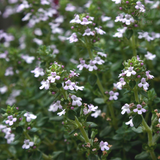 Plants for Bees Thyme