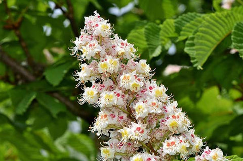 Blossom-Chestnut Astarin wind chime