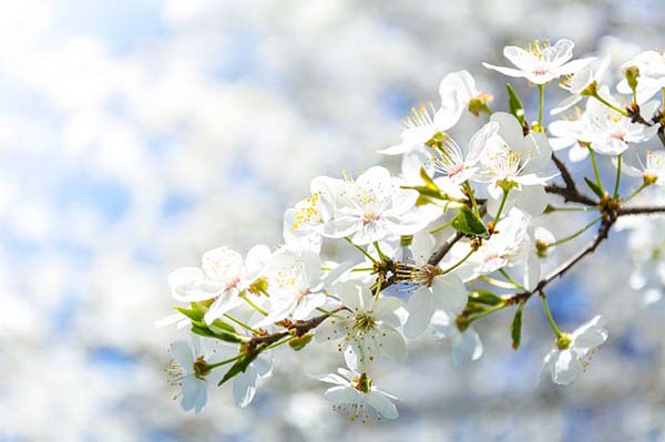 Crabapple-Spring-Tree Astarin wind chime