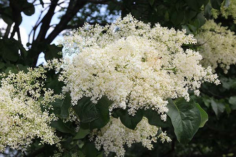Japanese-Lilac-Spring-Tree Astarin wind chime