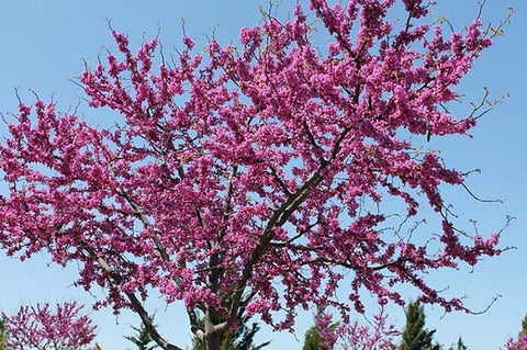 Oklahoma-Redbud-Spring-Tree Astarin wind chime