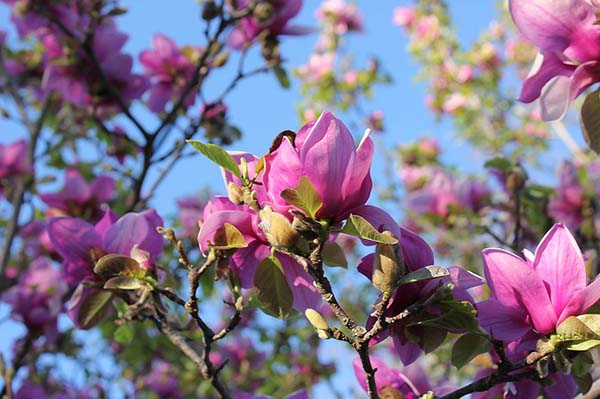 Saucer-Magnolia-Spring-Flowering-Tree Astarin wind chime